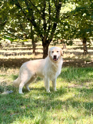Étalon Golden Retriever - ULYSSE Du Clos De Compostelle
