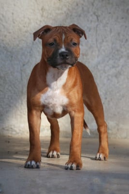 Étalon Staffordshire Bull Terrier - Be Like You Forever Of Heart's Ghosts