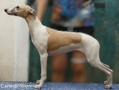 Étalon Whippet - Bb Love du castel minervois