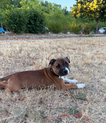 Étalon Staffordshire Bull Terrier - Arvernmolosse Bella
