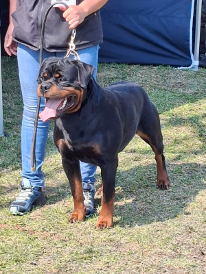 image de Rex