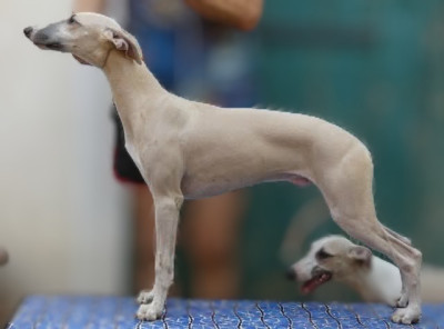 Étalon Whippet - Billy Aidol du castel minervois