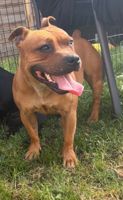 Étalon Staffordshire Bull Terrier - Ayrona of fire shadow legend