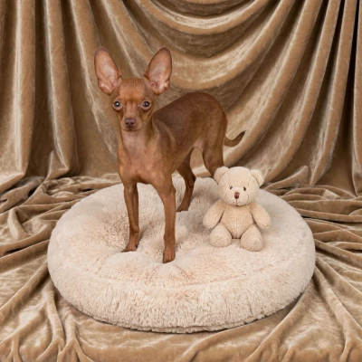Étalon Russkiy Toy (Petit Chien Russe) - Bryan By Bidule