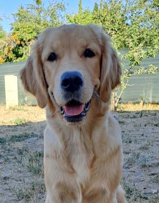Étalon Golden Retriever - Back to me Lyla  Du Val Chantellois