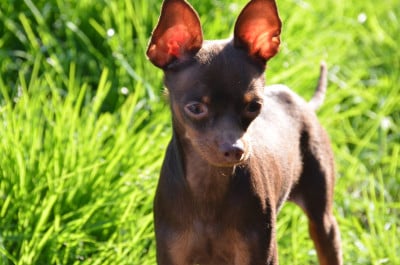 Étalon Russkiy Toy (Petit Chien Russe) - COOPER  garmoniya dushi