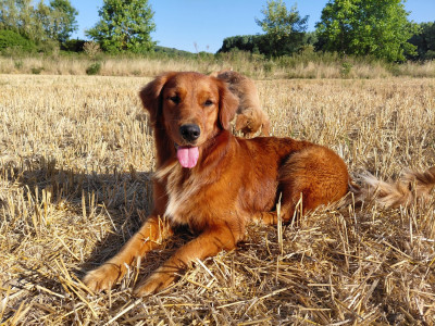Étalon Golden Retriever - Ariette Du Bois Chenes Tauzains