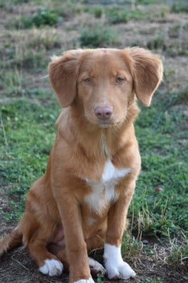 Étalon Retriever de la Nouvelle-Ecosse - Lupus Dei Bloom