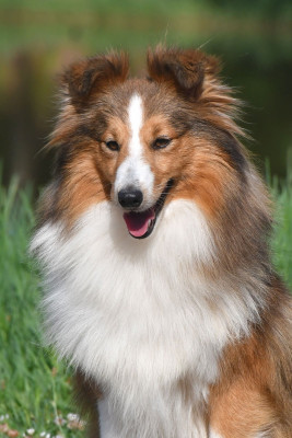 Étalon Shetland Sheepdog - Vodka Pomme de la source du Montet
