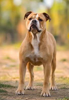 Étalon Bulldog continental - Killy'rena  U'Girl-Of-Ingrimm