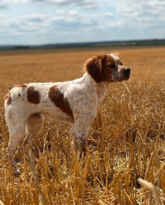 Étalon Epagneul Breton - ARROW Du Hameau De Rachinette