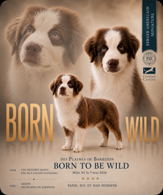 Étalon Berger Américain Miniature  - BORN TO BE WILD Des Plaines De Barbizon