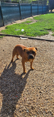 Étalon Staffordshire Bull Terrier - Vador (Sans Affixe)