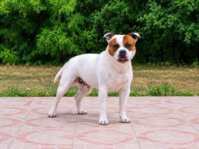 Étalon Staffordshire Bull Terrier - Spike of Happy Angels