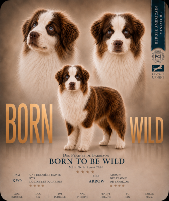 Étalon Berger Américain Miniature  - BORN TO BE WILD Des Plaines De Barbizon