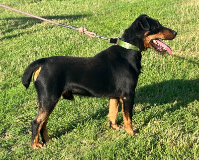 Étalon Terrier de chasse allemand - Frenchfox Ugo