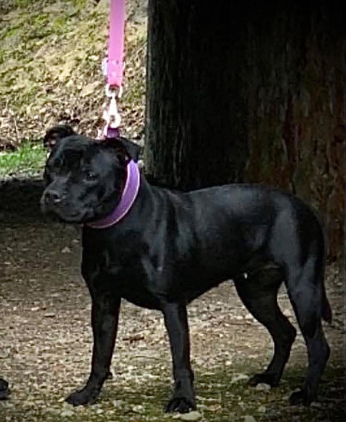 Publication : Un Staffie Sinon Rien