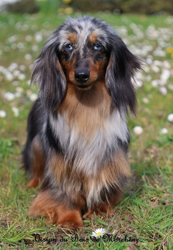 Publication : Du Bois De Morchène Auteur : du bois de morchene