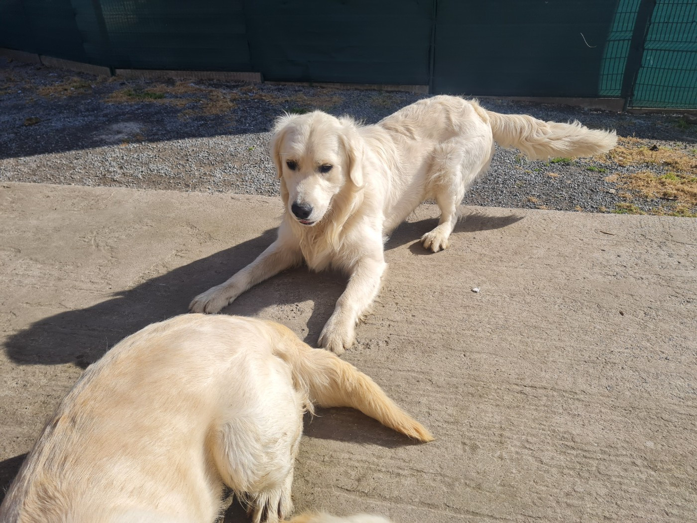 Publication : Du Tresors Canins De Nounours