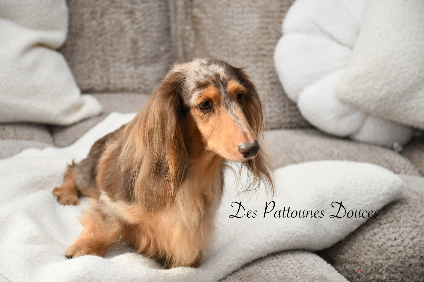 Publication : Des Pattounes Douces 