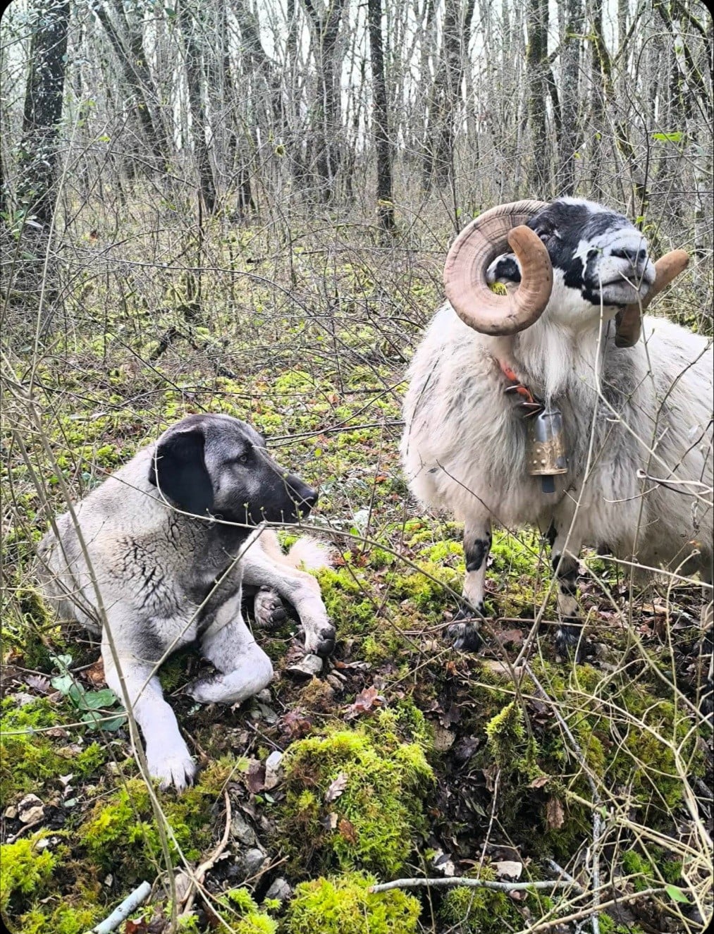 Publication : The Legend Of Kangal 