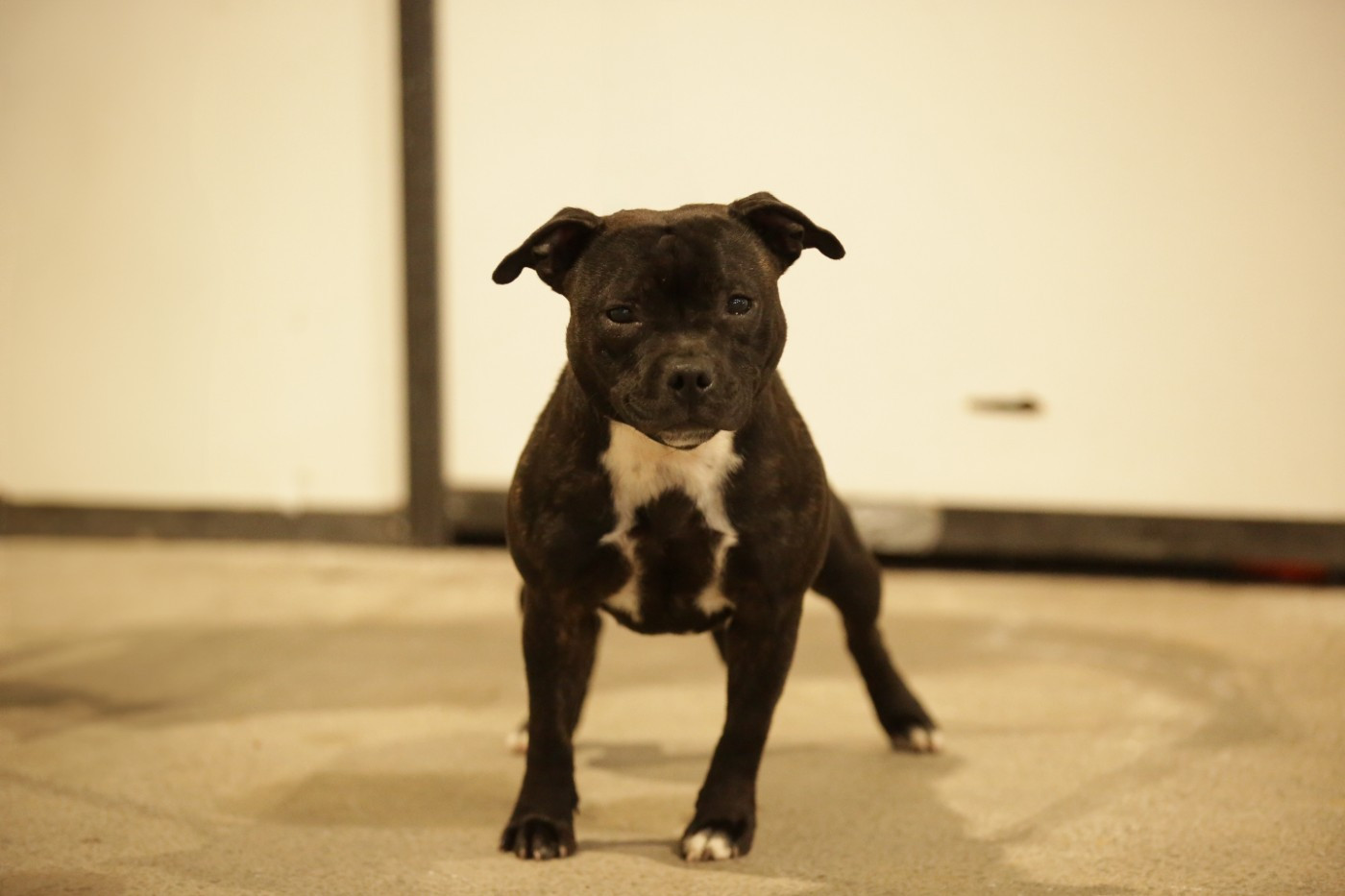 Publication : Des Red Dog Staffie Sweet 