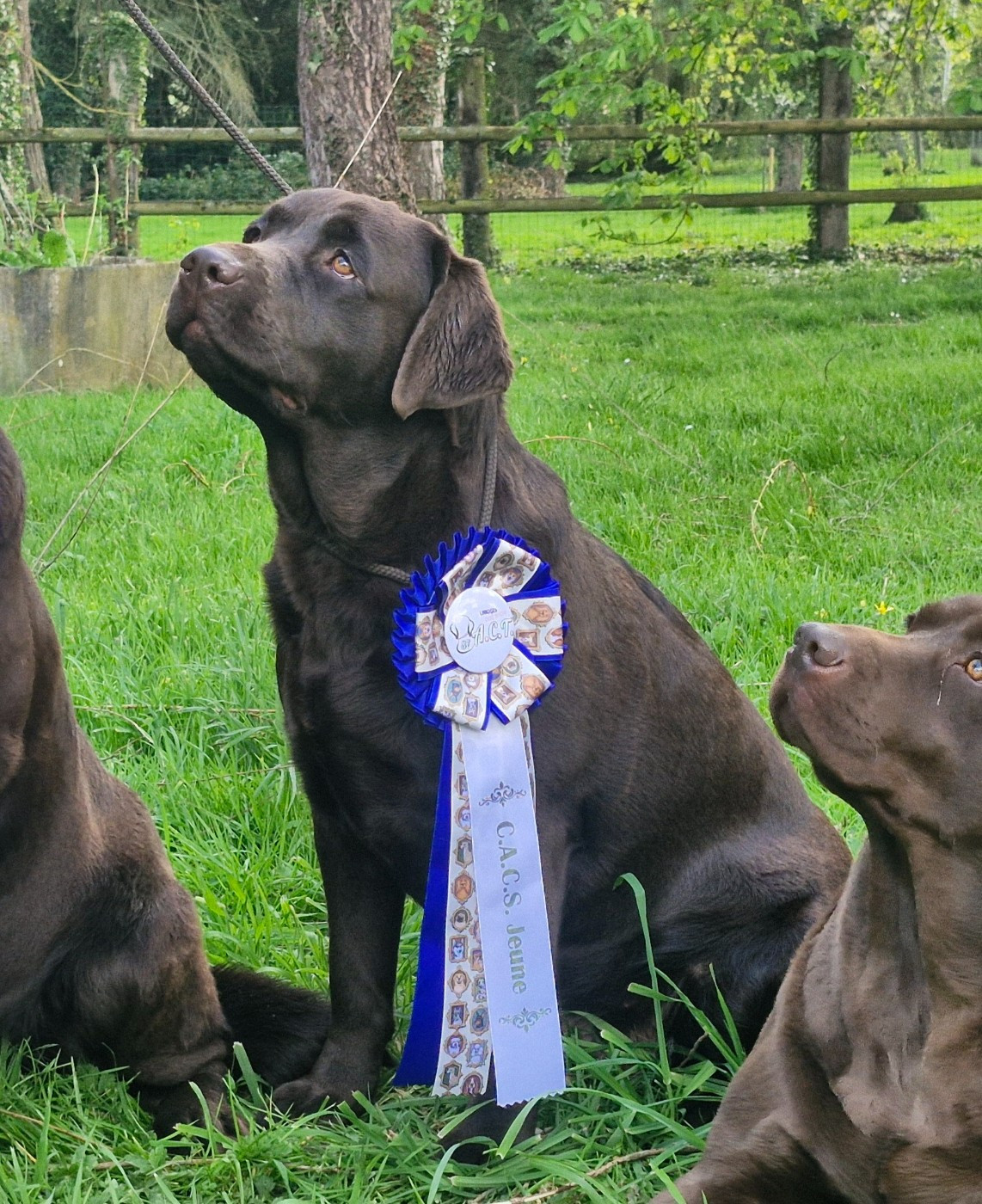 Publication : Du Domaine De La Sauvagine 