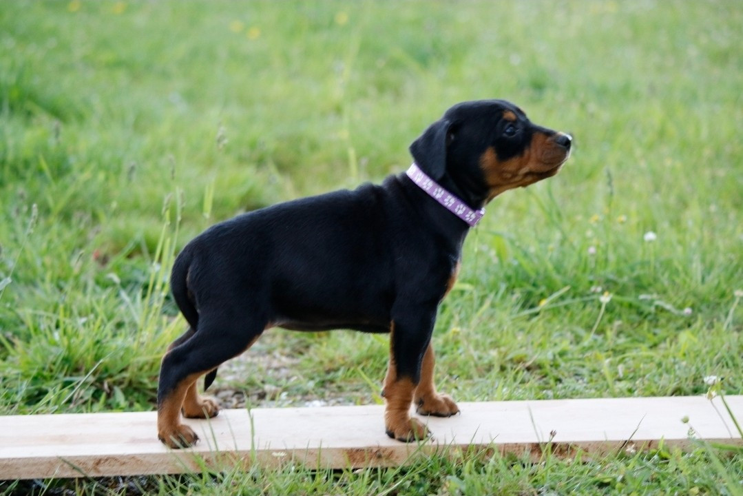 Publication : des Princes Pinscher