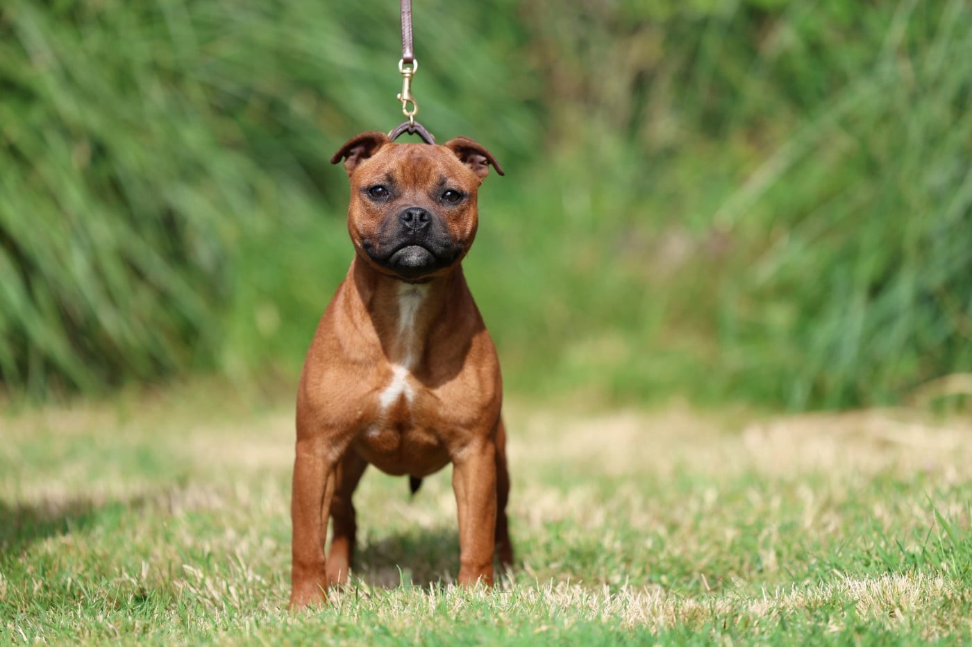 Publication : De Rockstar Dog