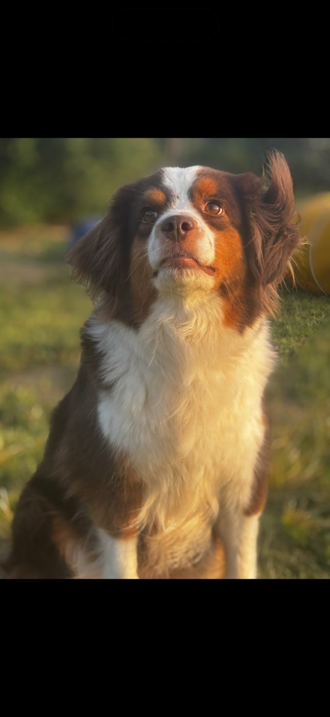 Publication : Des Minis Aventuriers De Niky 