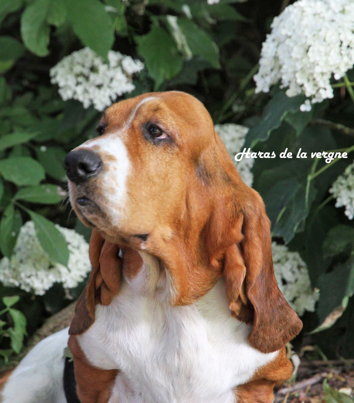 Publication : du Haras de la Vergne 