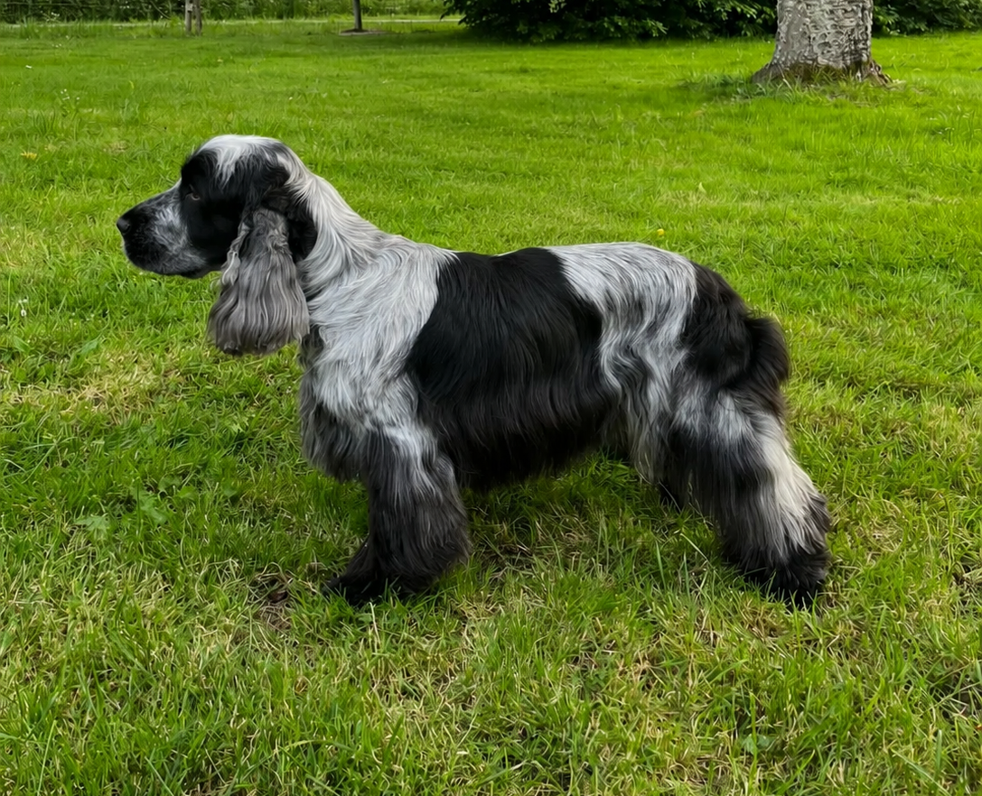 Publication : Les Joy'eaux Du Terrier