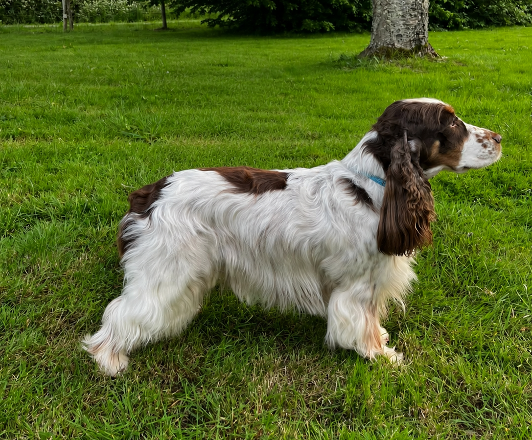Publication : Les Joy'eaux Du Terrier