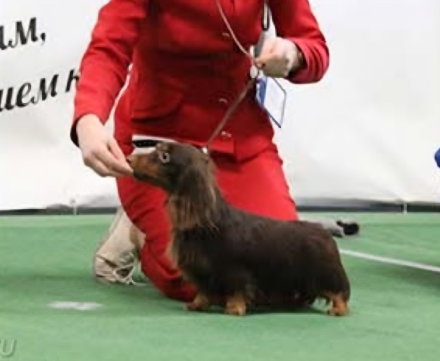 CH. minidogland Teresa