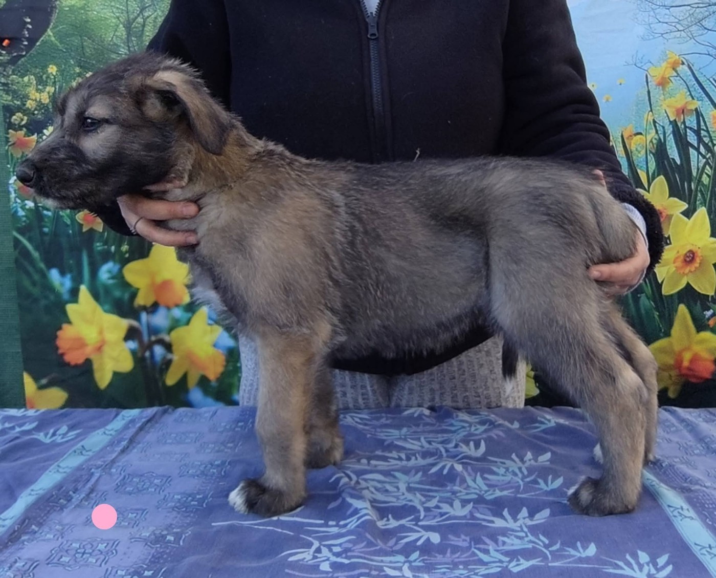 Publication : Des Vives Etoiles D’Argent Auteur : De
