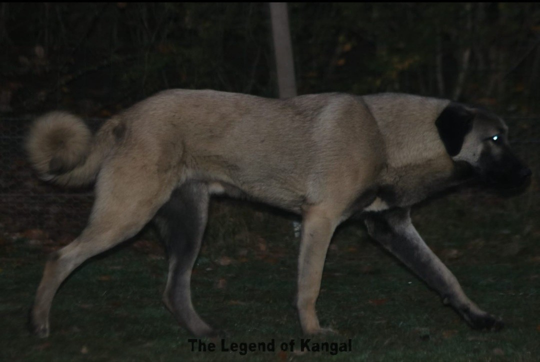 Publication : The Legend Of Kangal 