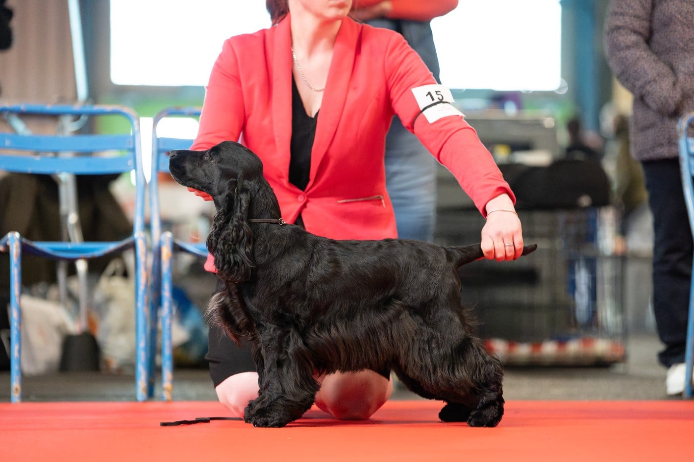 Publication : Dream Of Best In Show 