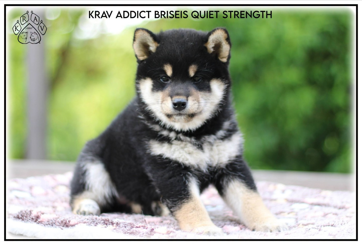 Publication : Krav Addict 
