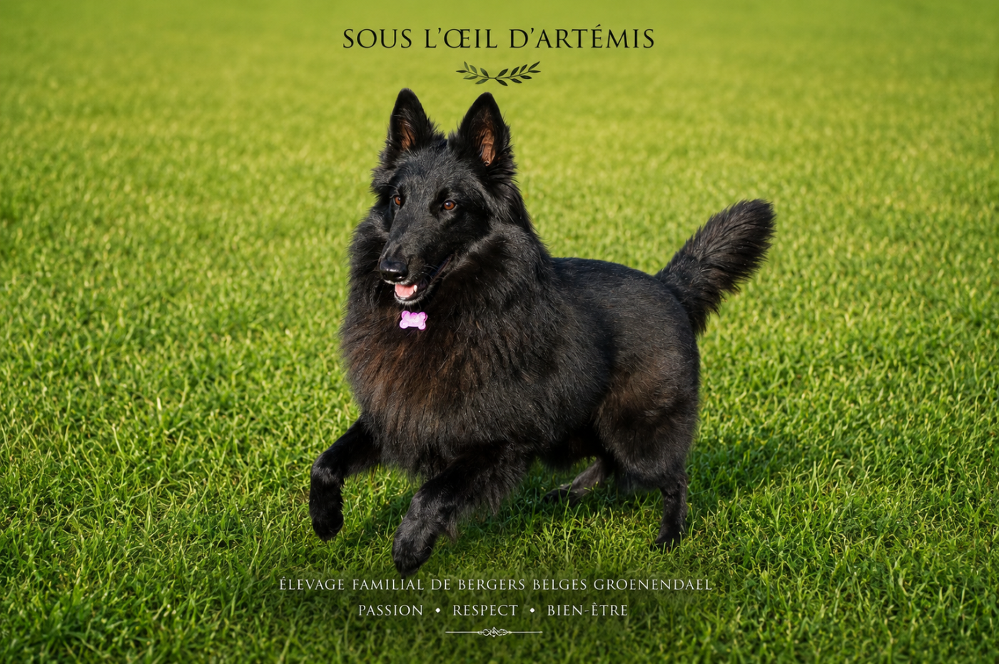 Publication : Sous L’Oeil D'Artémis 
