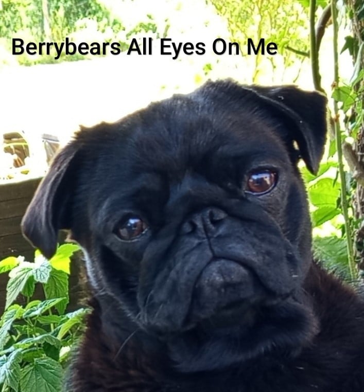 Publication : Berrybears Auteur : P. Garnier-Edwards