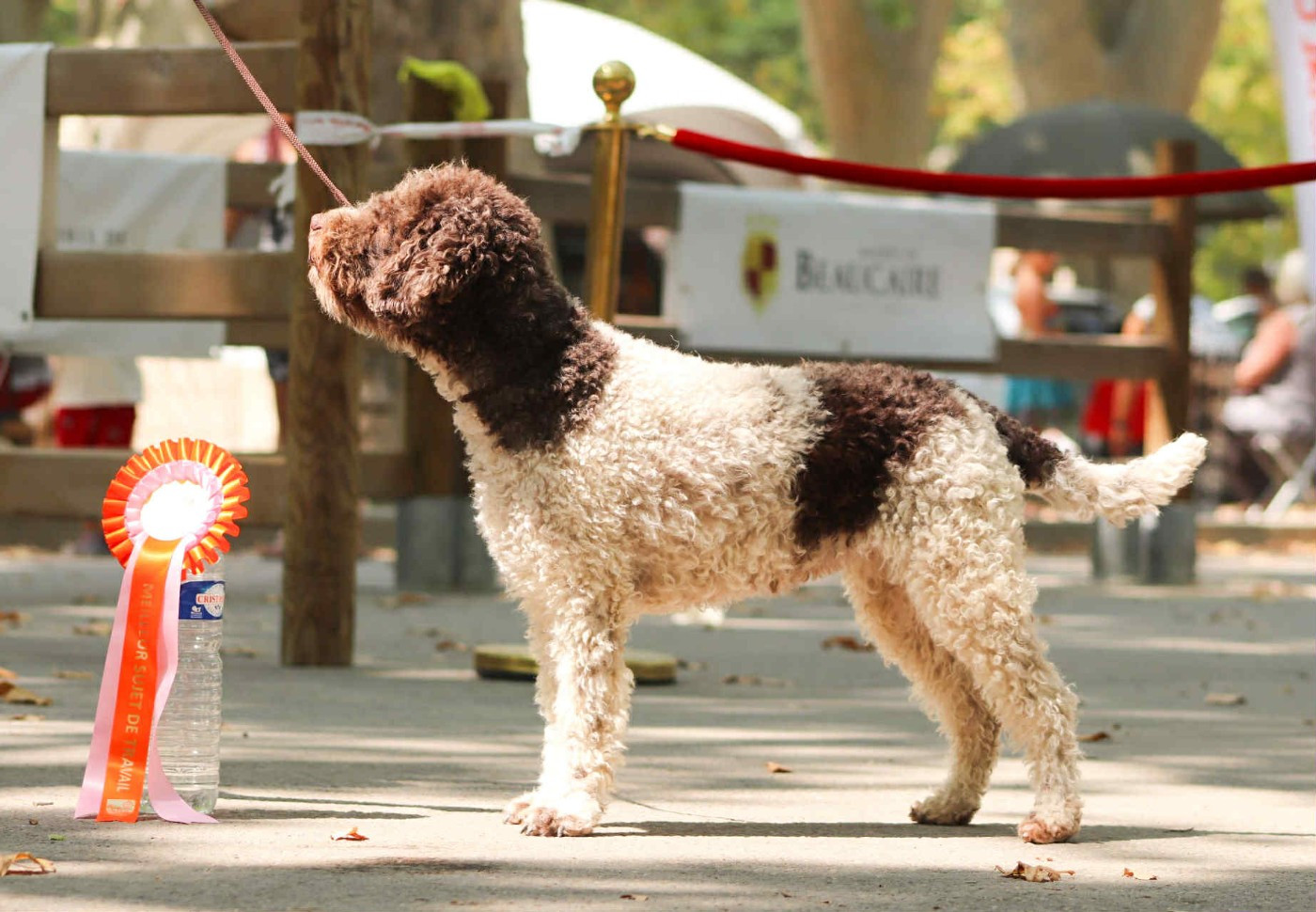 Publication : Lagotto Passion Auteur : Lagotto Passion