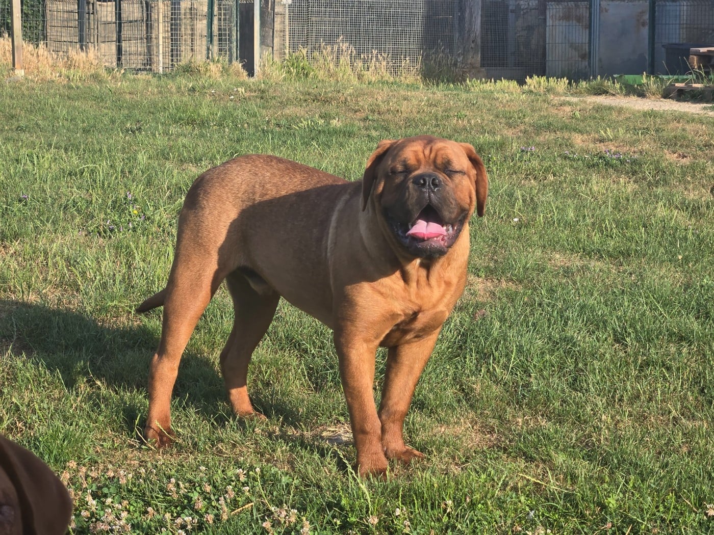 Publication : De L'Elite Royal Dog  Auteur : Elite Royal Dog