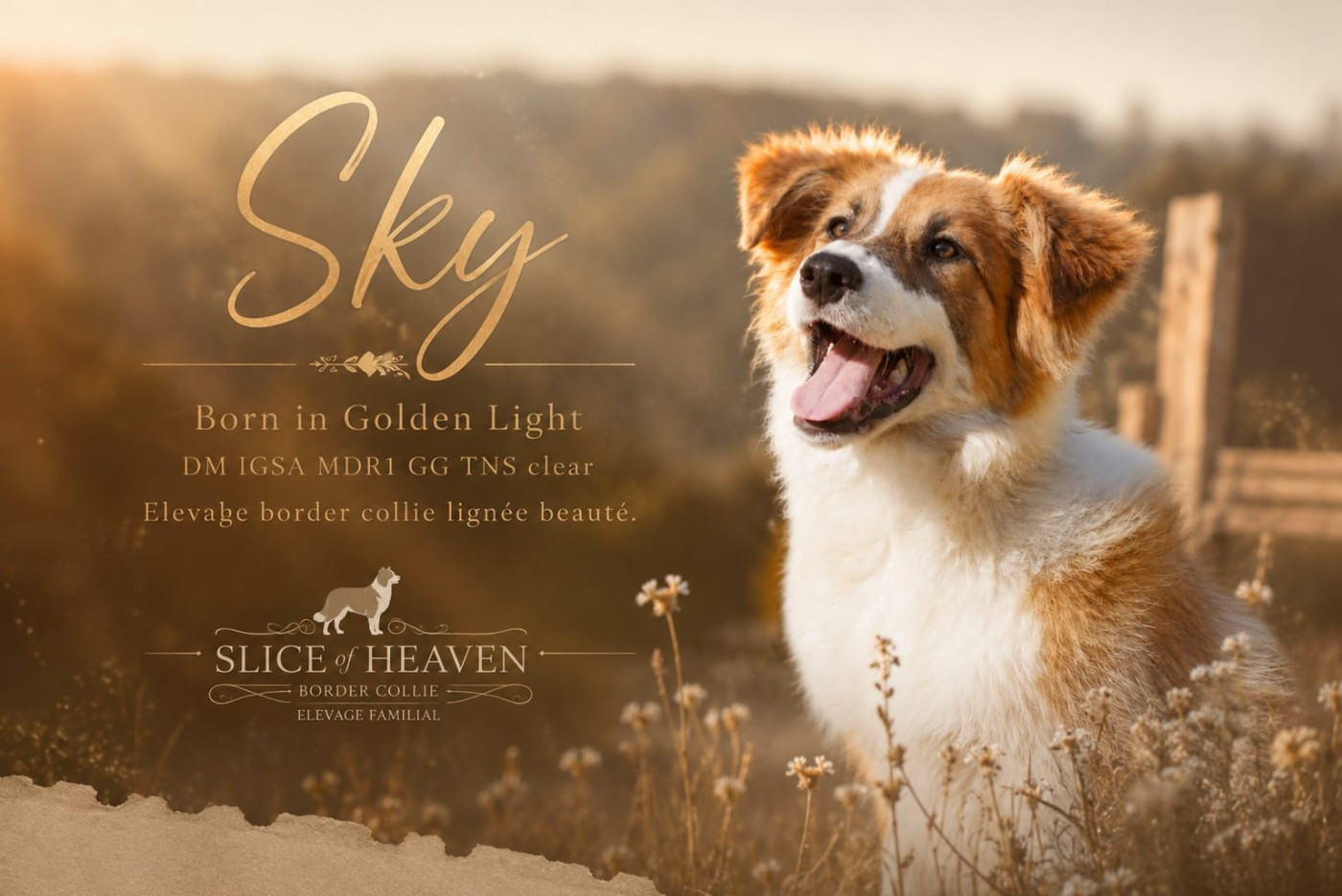 Publication : Slice Of Heaven