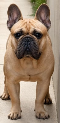 Étalon Bouledogue français - gold-sierra alpha