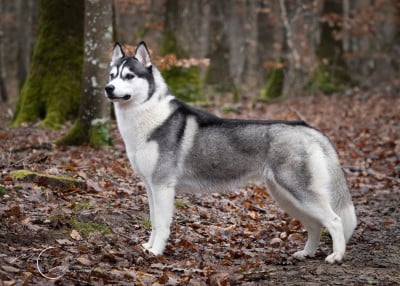 Étalon Siberian Husky - Ice Gang MULTI CH INTER CH UNA DONA