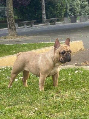 Étalon Bouledogue français - Urban Legend Des Perles De Culture D'Akoya
