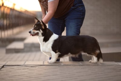 Étalon Welsh Corgi Pembroke - Night Keepish Chernoe zoloto