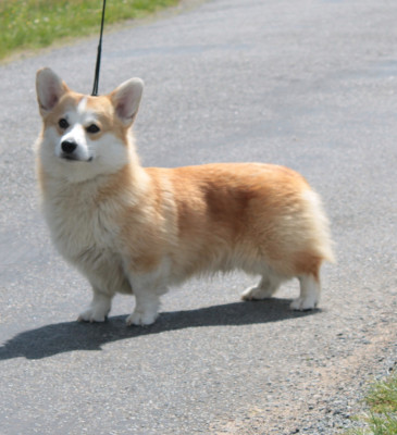 Étalon Welsh Corgi Pembroke - monsolana Starstorm