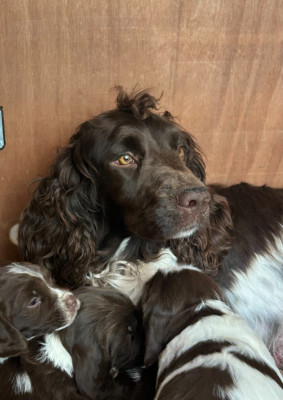 Étalon English Springer Spaniel - TOKYO Des Epines Du Causse