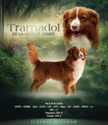 Tramadol de la Haye de gent Titre Initial
